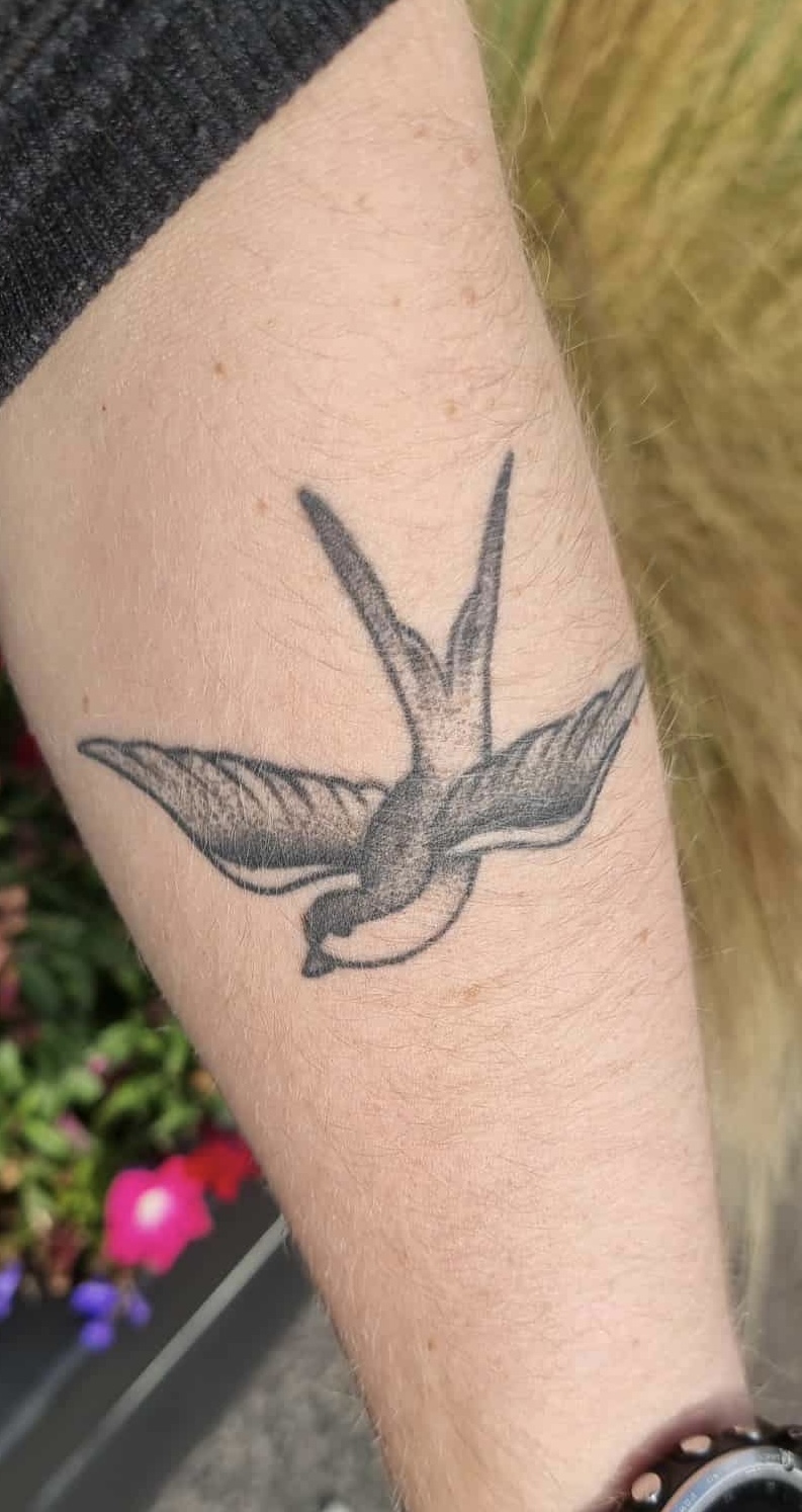 traditional swallow