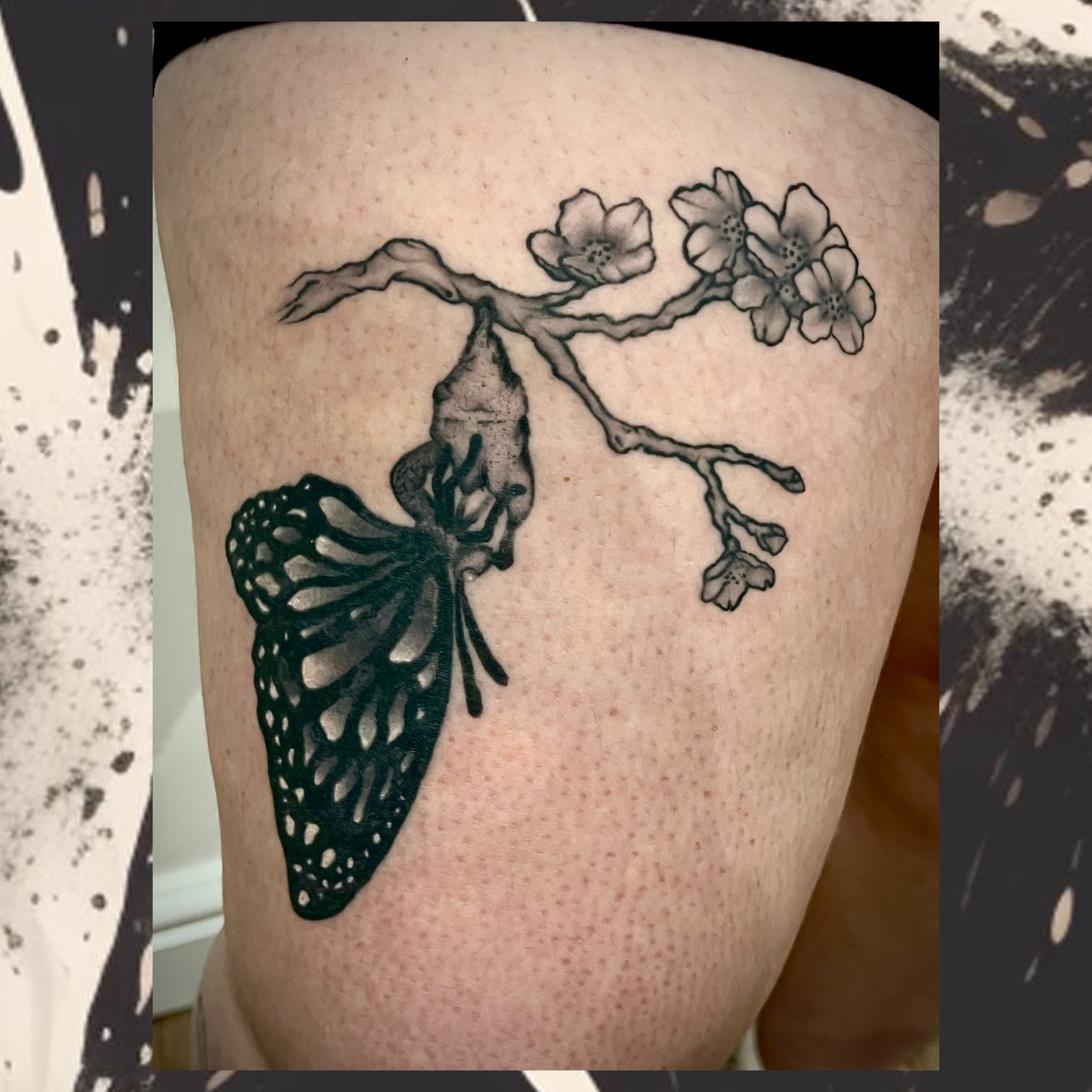 BUTTERFLY